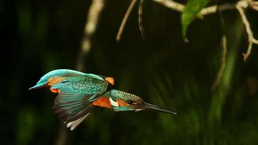 陽ざしを受けて・・カワセミ