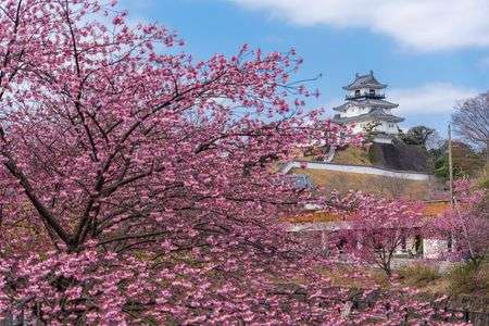 満開の掛川城