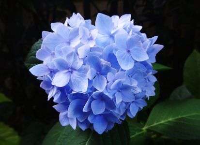 庭を彩ってくれた花たち・2015