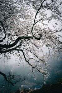 下久保のエドヒガンザクラ