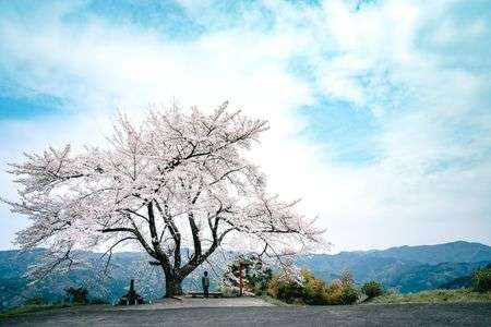 信正の一本桜