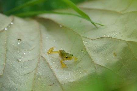 雨上がりのよちよち歩き