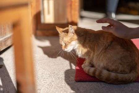 伊勢 おかげ横丁でみかけたネコ