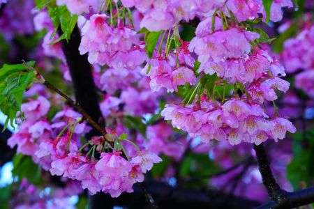 明け方の河津桜