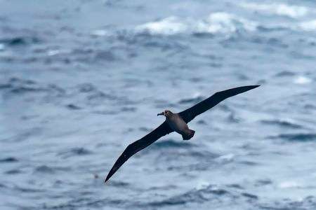 外洋の黒き翼 #クロアシアホウドリ#