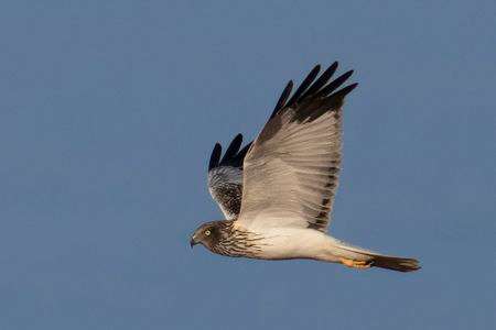 大陸からの黒冠の使者　ズグロ#チュウヒ#