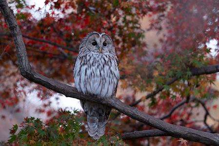 紅葉に宿る二秒の闇