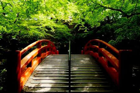 京都北野天満宮・青もみじ
