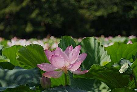 蓮華咲く翠の池。