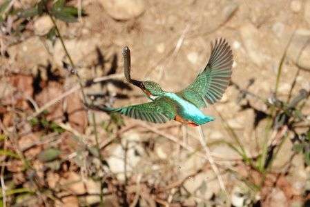 カワセミ獲物捕る