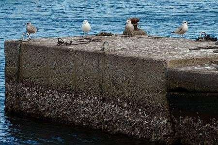 かもめのステージ