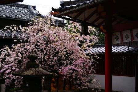 源九郎稲荷の勘九郎桜