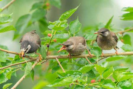 ムクドリ三兄弟