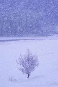 country snap［一本の唐松］