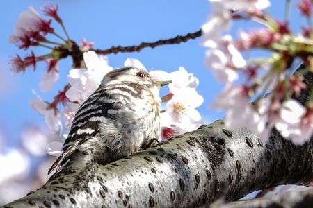 桜の蜜を吸いにきたコゲラ