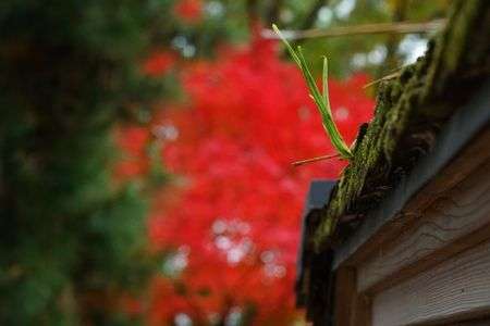 僕だって主役！