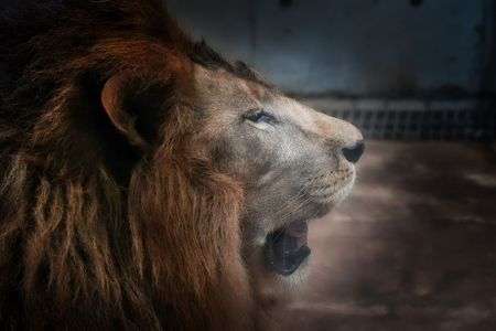 百獣の大あくび