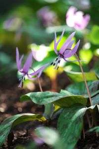 春の風景・かたくりの花-3