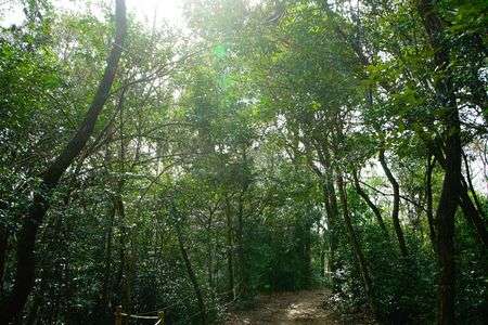 木漏れ日の先にあるもの