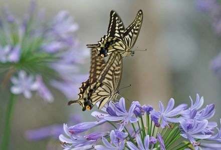 アガパンサスにとまるアゲハ蝶