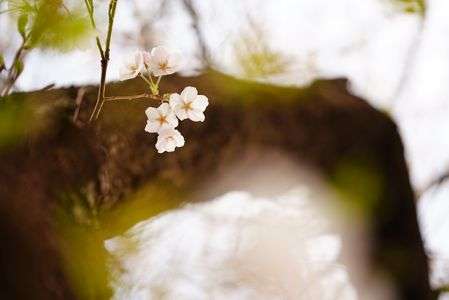 公園の桜　#フラワー2025#