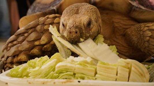 ムシャ、ムシャリ