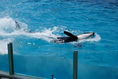 自由形（クロール）