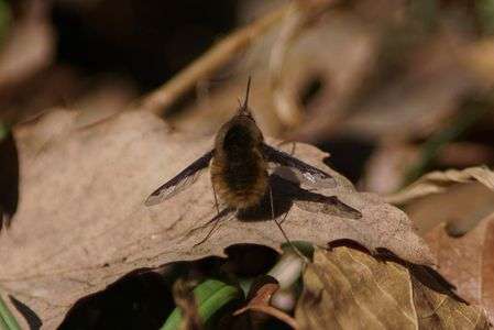 ビロードツリアブ