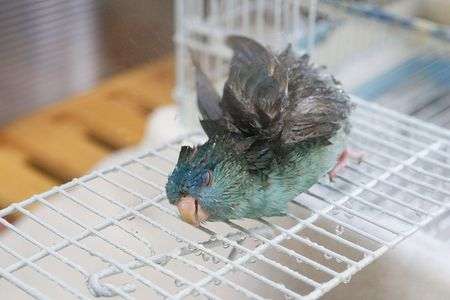 水浴びインコ