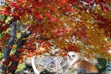 紅葉チワワ_2025