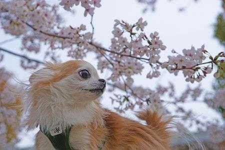 さくらチワワ_2025