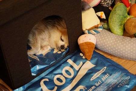 お気に入りです