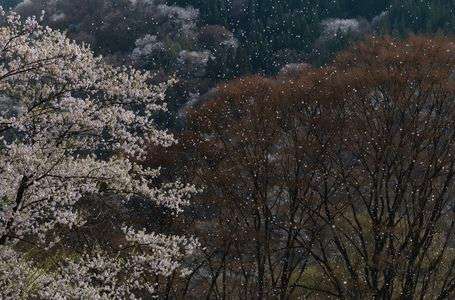桜吹雪