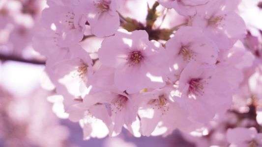 青みピンクが好き