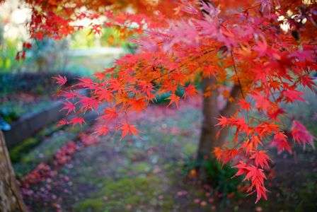 2021年のベスト紅葉