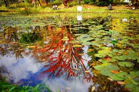 水面に映る紅葉