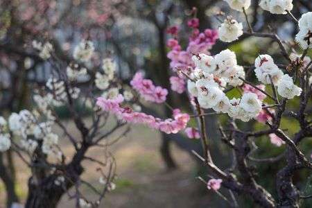 春が近づいて来ました