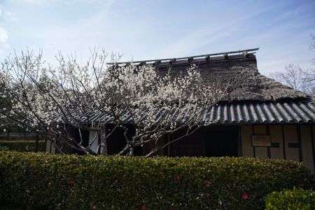 初春の大和民俗公園