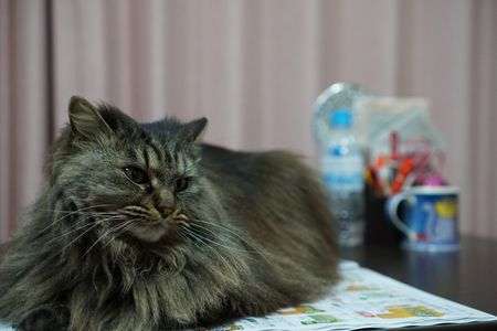 コタツの上から