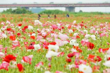 みんな楽しい♪ポピー畑　