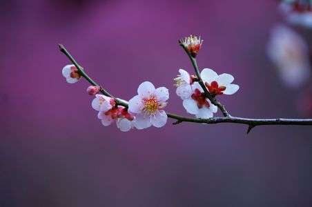 早春の越生梅林