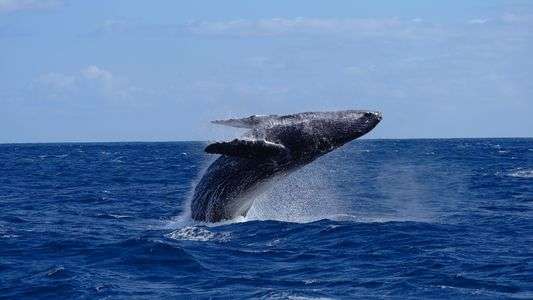 クジラのブリーチング