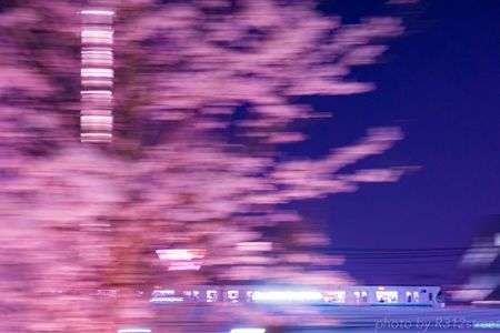 夜桜気分