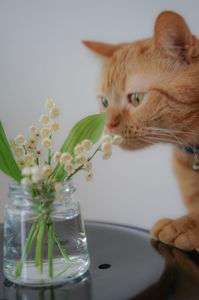 鈴蘭には気をつけて！