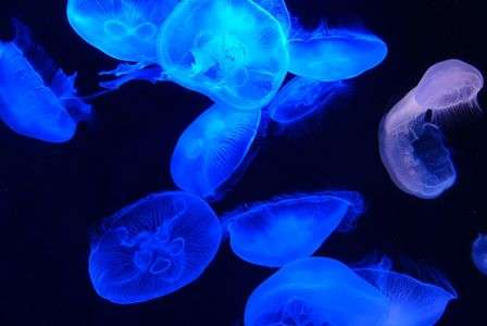 Jellyfish