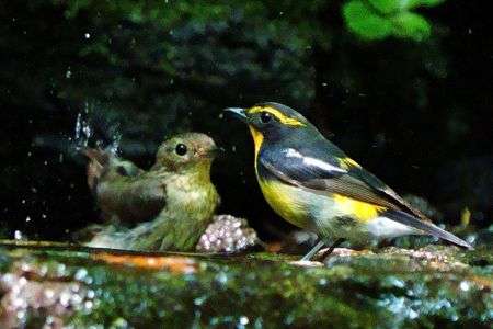 キビタキの水場のデート