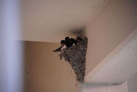 すくすくと大きく