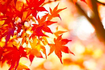 紅葉