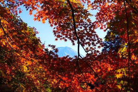 紅葉と富士山