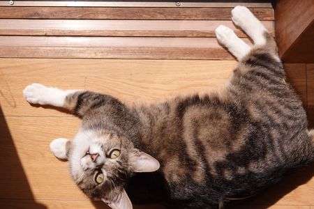 上から失礼しまーす